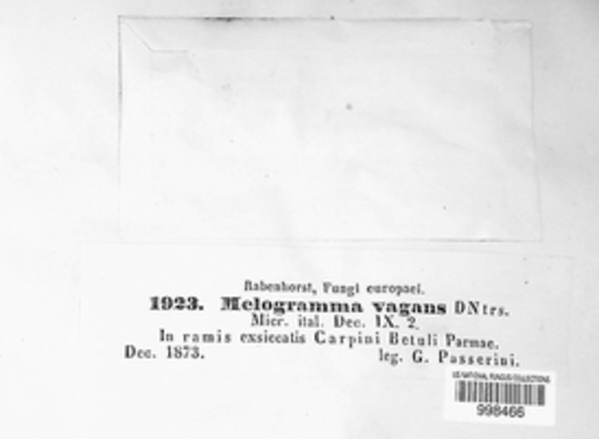 Melogramma campylosporum image